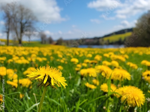 Dandelions in the field - Bavaria, Germany