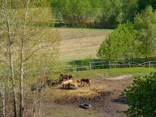 Wallpaper Mural Cows graze in the field on a sunny spring day - zoom drone photo, Poland, Mazury Torontodigital.ca