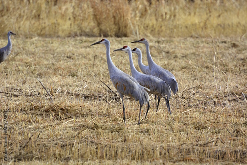 Photography Sandhill Cranes