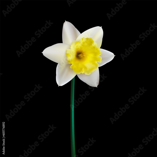 Realistic narcissus flower. Isolated 3d vector flower on black background