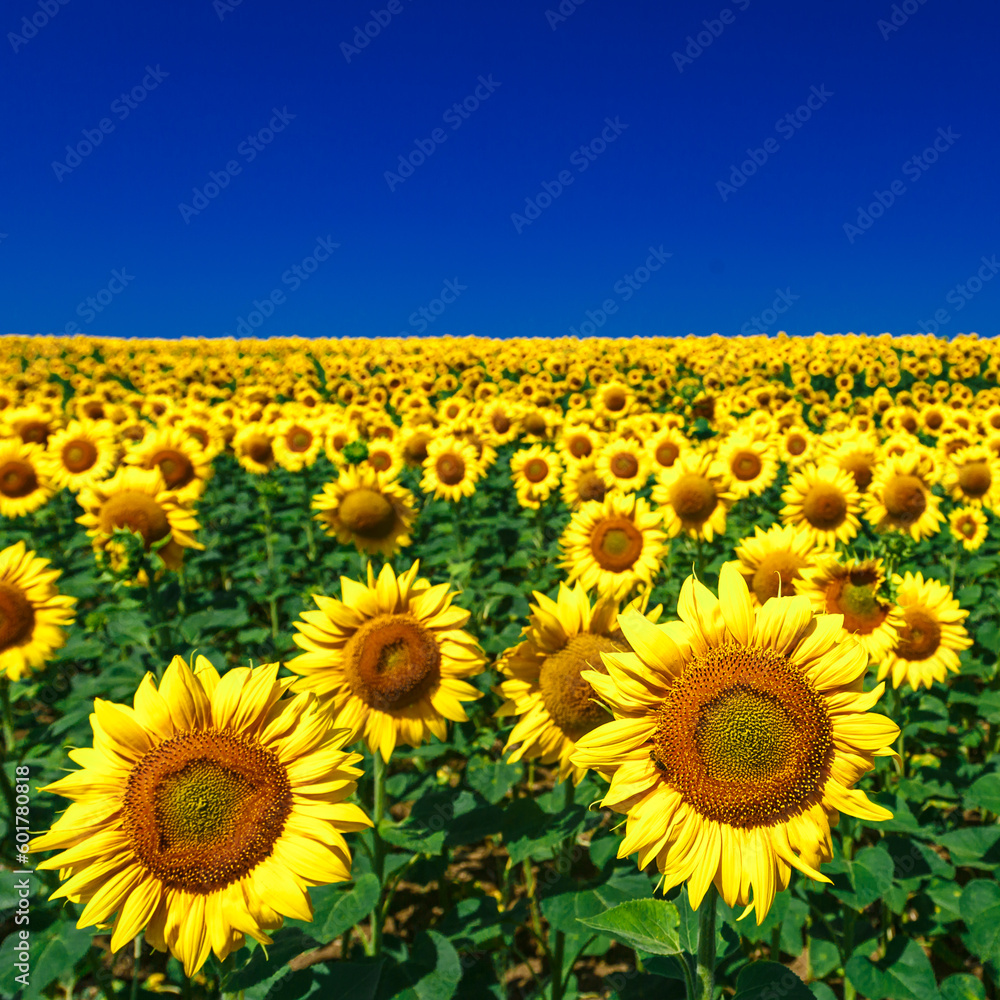 Fototapeta premium Agricultural field with yellow sunflowers against the sky with clouds.Sunflower field.Gold sunset. Sunflower closeup.Agrarian industry. Photo of cultivation land.flowers image