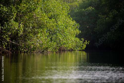 reeds in the water with reflection tree bark and moss tree in water in the mellows