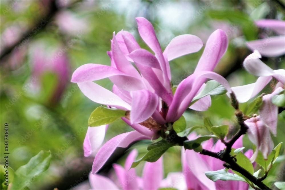 Obraz premium blume pink natur pflanze garden