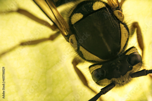 Macro close-up of the back of a large wasp. Big dor under a sunlit leaf. Poisonous and dangerous flying insects. Carnivorous hornet body part. photo