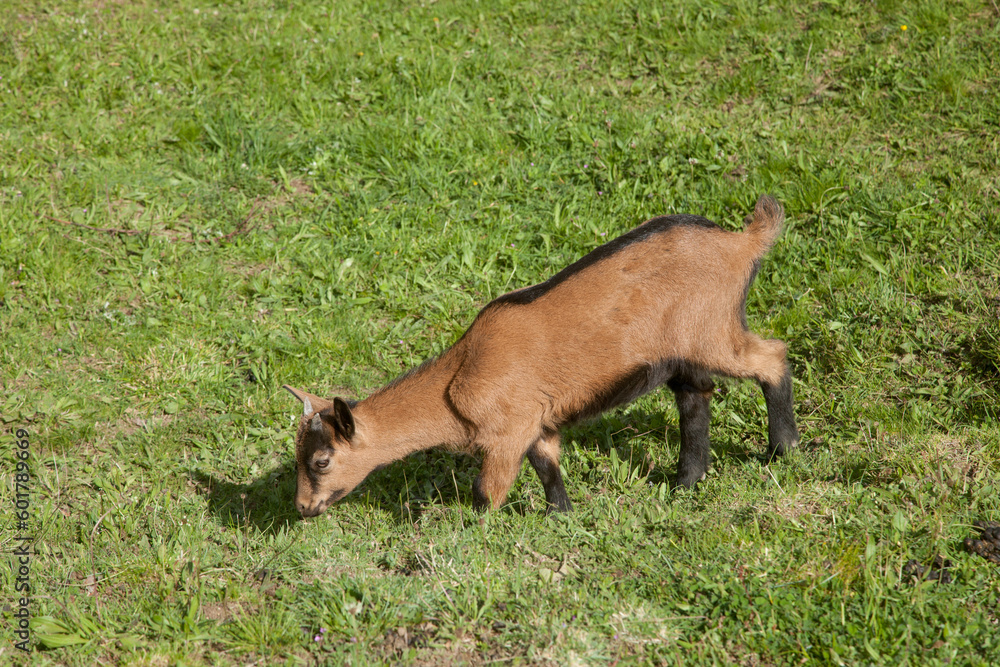 Jeune chevrette broutant dans un pré. Jeune chevrette broutant dans un pré.