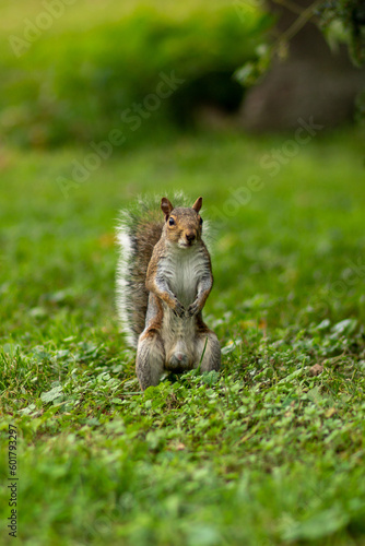 Squirrel at Park 