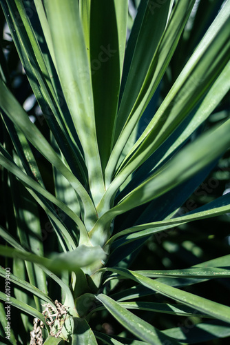 Yucca tropical plant background