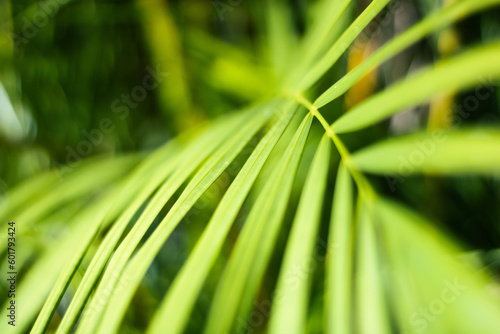 green leaf background 