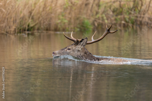 Rothirsch durchrinnt den Fluss