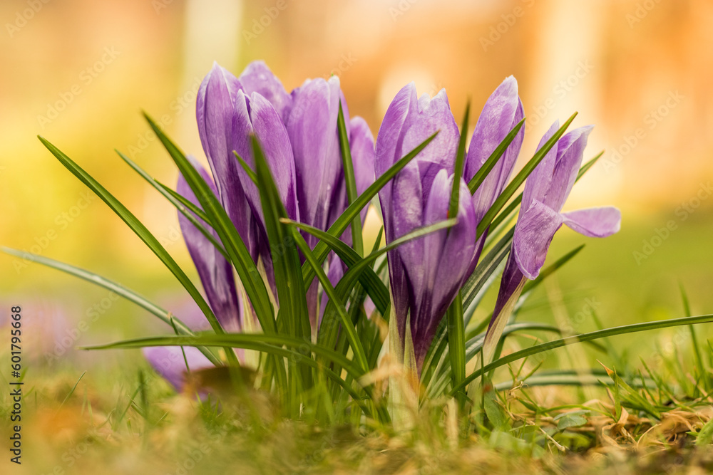 Wiosenne kwiaty ogrodowe - Krokusy - obrazy, fototapety, plakaty 