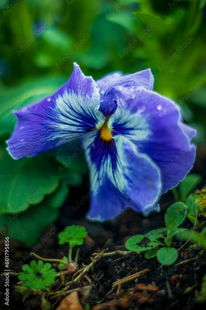 Wiosenne kwiaty ogrodowe - niebieski Bratek - obrazy, fototapety, plakaty 