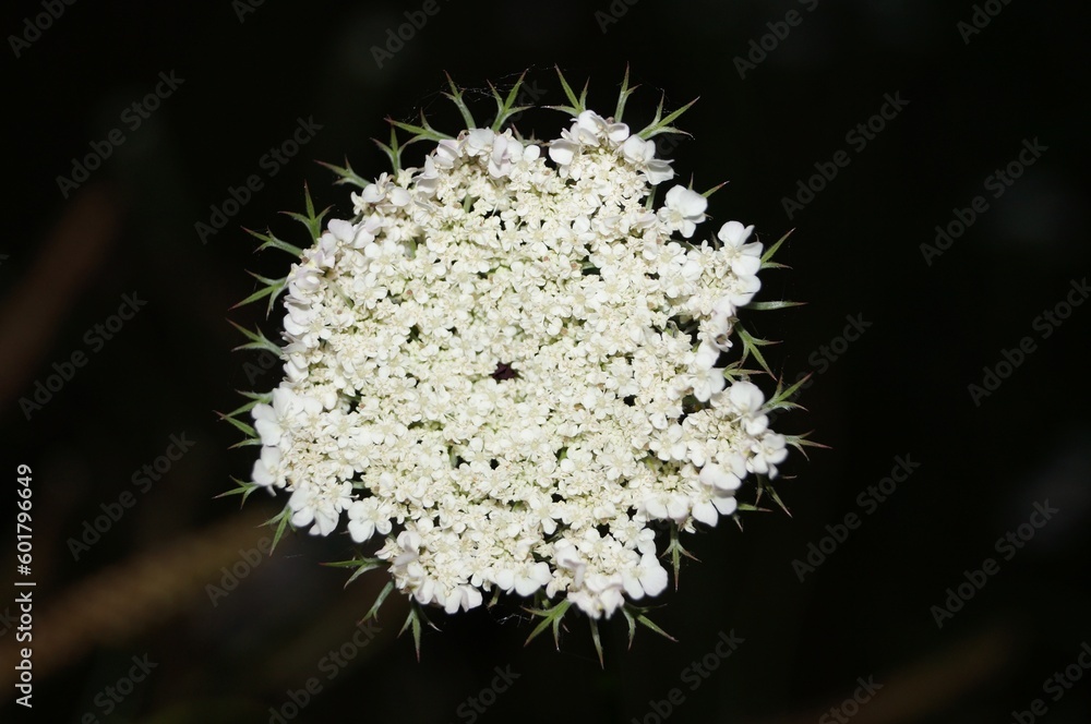 close up of a dandelion