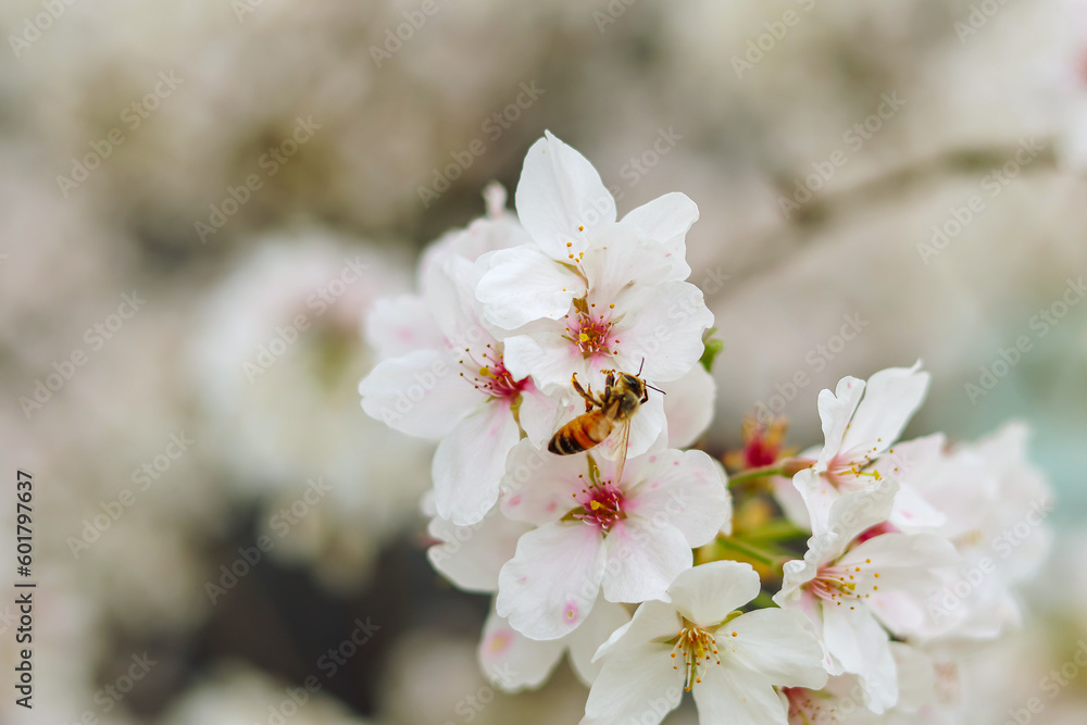 Fototapeta premium A bee and cherry blossoms are in full bloom.