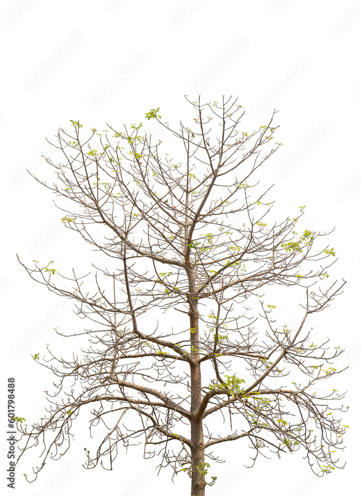 Obraz premium deciduous trees in summer on white background.