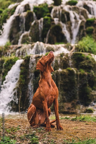 Beautiful Hunting Dog Sitting by Cascade Waterfall