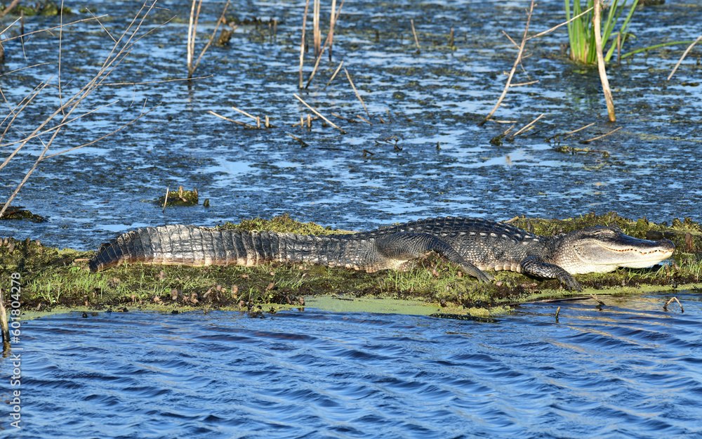 American Alligator at Anahuac National Wildlife Refuge, Texas