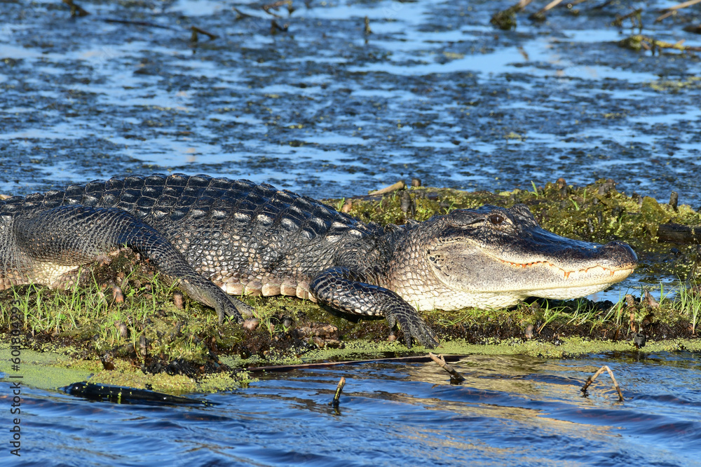 American Alligator at Anahuac National Wildlife Refuge, Texas American Alligator at Anahuac National Wildlife Refuge, Texas