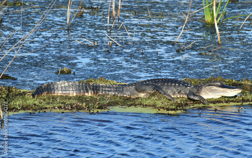 Obraz na płótnie American Alligator at Anahuac National Wildlife Refuge, Texas w salonie