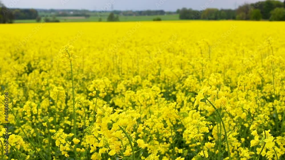 a field of blooming rapeseed near a Bavarian village. farming a field of blooming rapeseed near a Bavarian village. farming