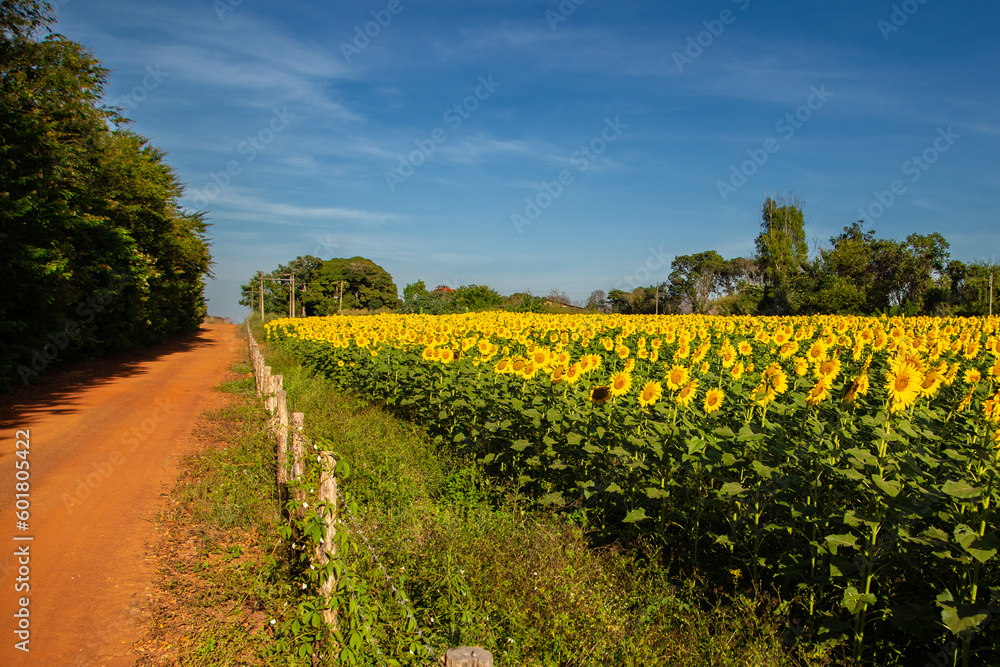 Uma plantação de girassol à beira de uma estrada no interior de Goiás, Brasil.