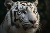 Close-up of white tiger's face. Generative AI