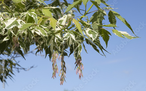 Feuillage et fruit d'un Acer negundo Variegatum
