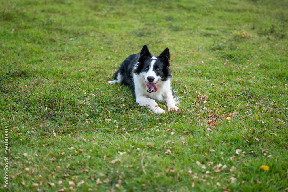 Border Collie black and white dog