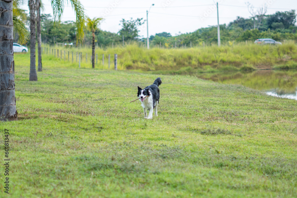 Border Collie black and white dog