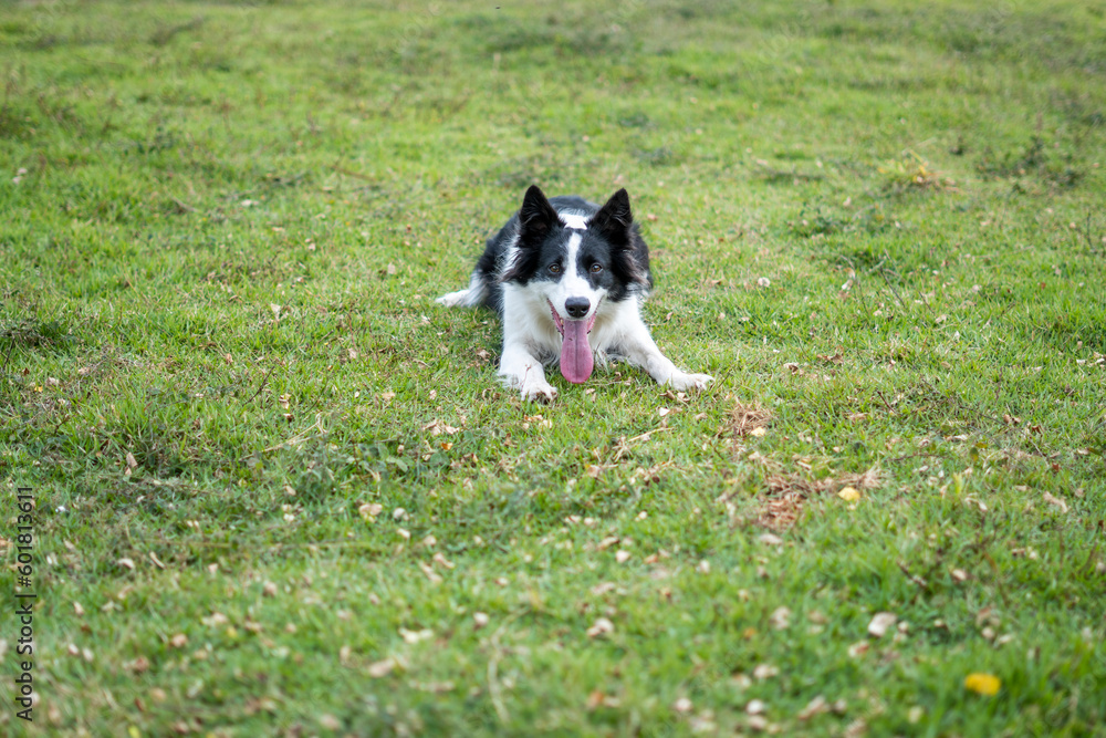 Border Collie black and white dog