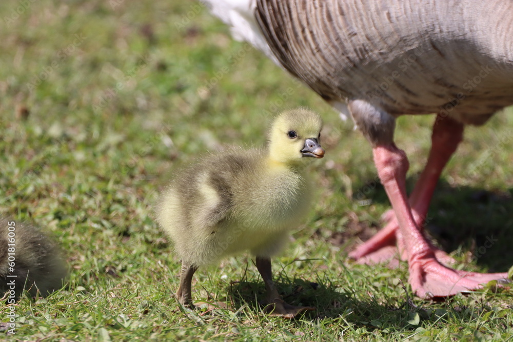 Greylag Gosling (anser anser) on the grass Greylag Gosling (anser anser) on the grass
