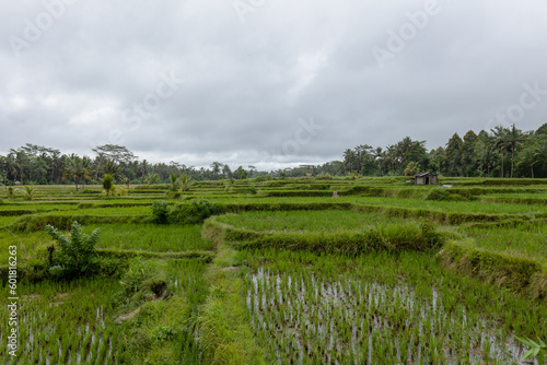 Rice field in rainy day in Bali  Ubud