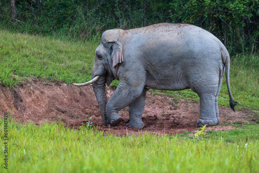 Fototapeta premium Asian elephant in Khao Yai National Park, Nakhon Ratchasima Province, Thailand.