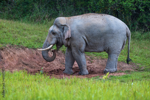 Asian elephant in Khao Yai National Park  Nakhon Ratchasima Province  Thailand.