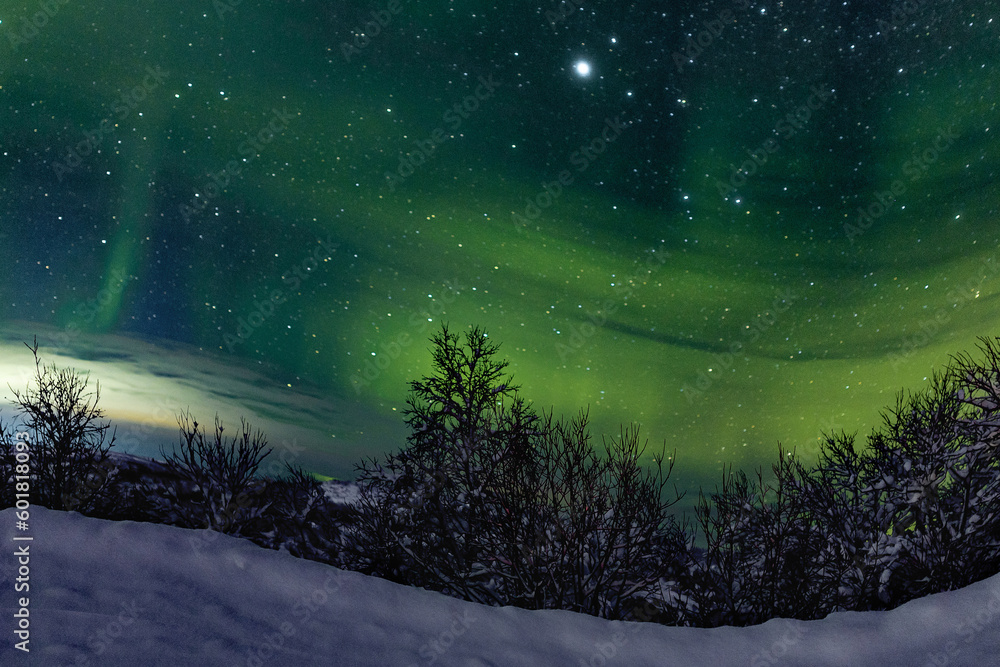 Naklejka premium A unique natural event of the green polar aurora borealis in the sky and against the background of trees, snow in winter . Night and wide angle with a bright star. Twisting effect