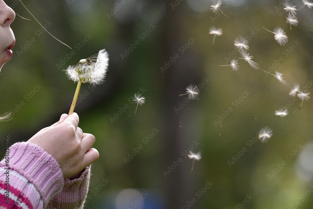 Fototapeta premium Pusteblume wird vom Kind gepustet