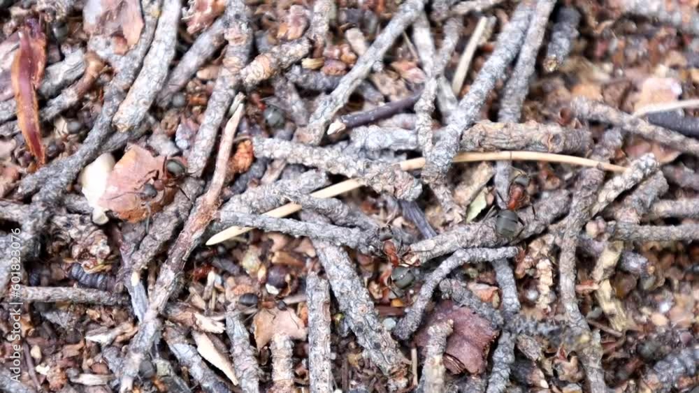 Ants close-up. Ants family. Little black ants are at work. Ants with prey at the entrance to the termite mound. Clay and small stones texture. Mink in the ground. Green grass near termite mound Ants close-up. Ants family. Little black ants are at work. Ants with prey at the entrance to the termite mound. Clay and small stones texture. Mink in the ground. Green grass near termite mound