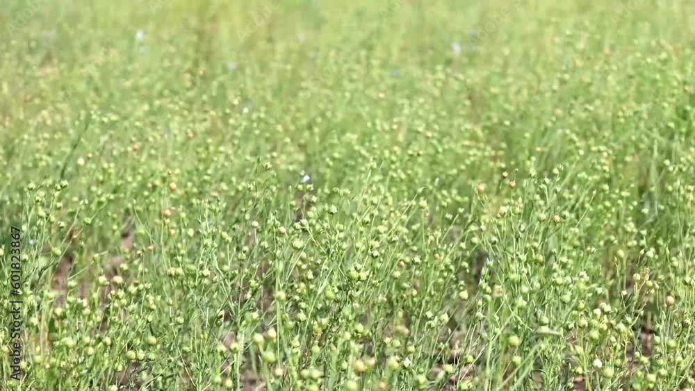 Green seed capsules of flax on the background of a green flax field Green seed capsules of flax on the background of a green flax field
