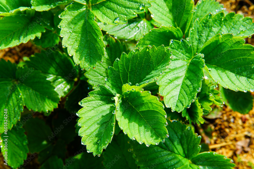 Green leaves and strawberry flowers. Green leaves and strawberry flowers.