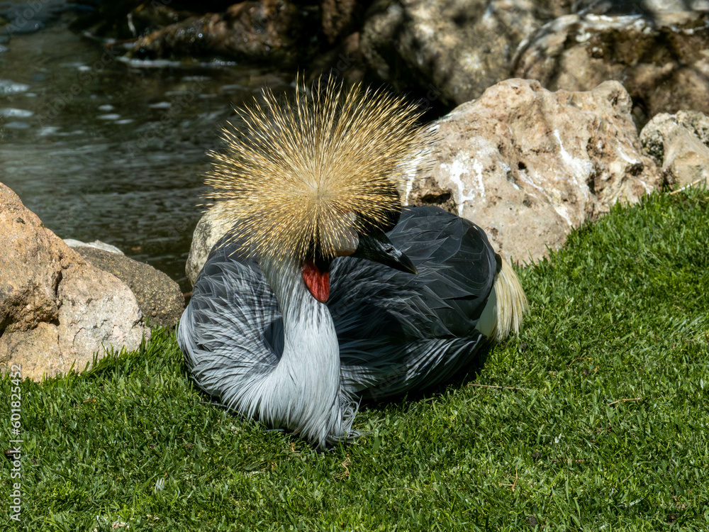 Fototapeta premium grulla coronada descansando