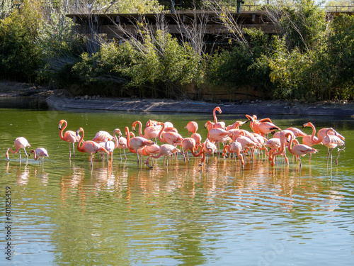 flamingos rose group