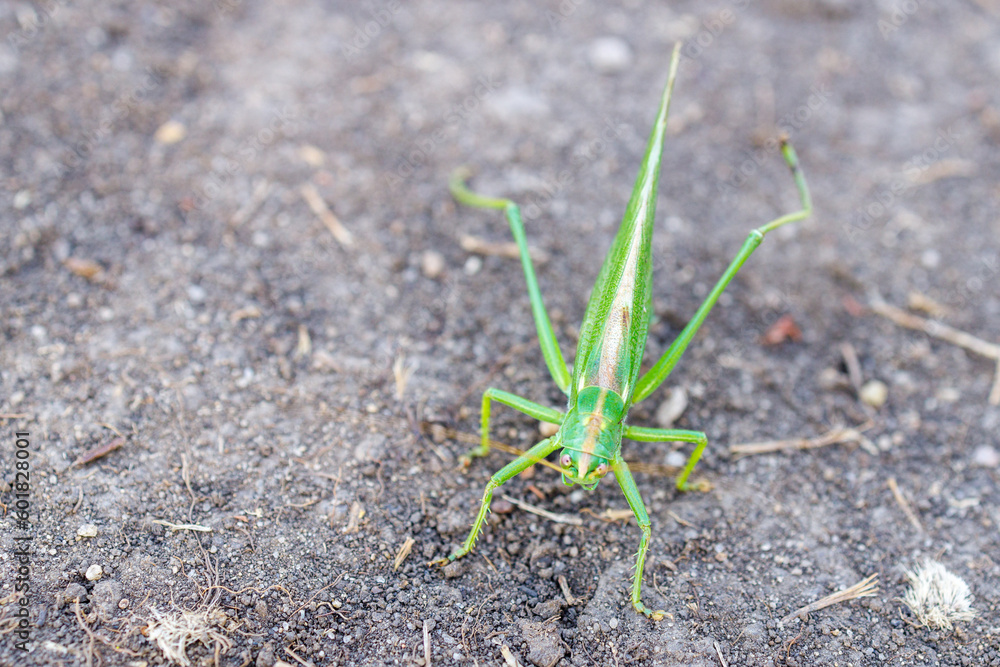 close-up of a green grasshopper on a dirt road