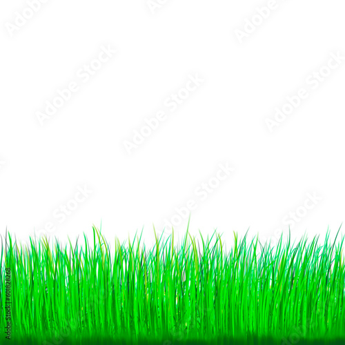 streak of green grass isolate for frame art 