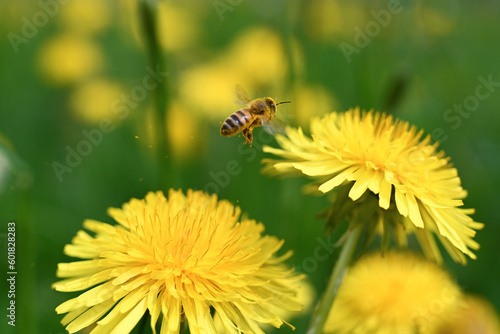 api fiori polline  photo