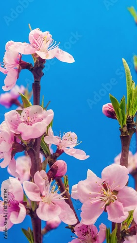 Peach fruit flower blossoming and blooming timelapse