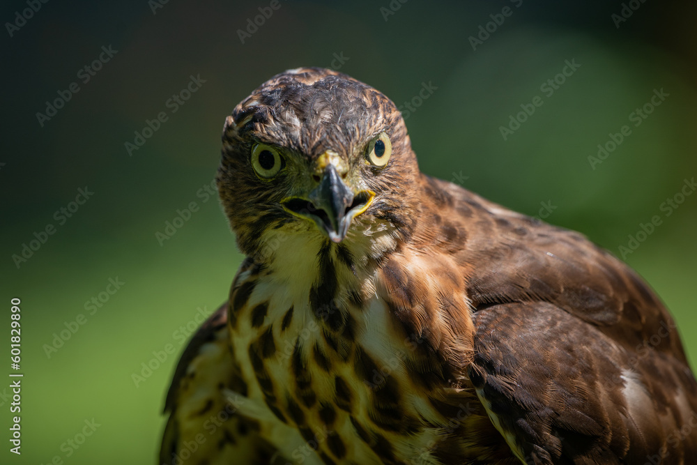 Face close up of a crested goshawk Accipiter trivirgatus native to tropical asia with natural background Face close up of a crested goshawk Accipiter trivirgatus native to tropical asia with natural background