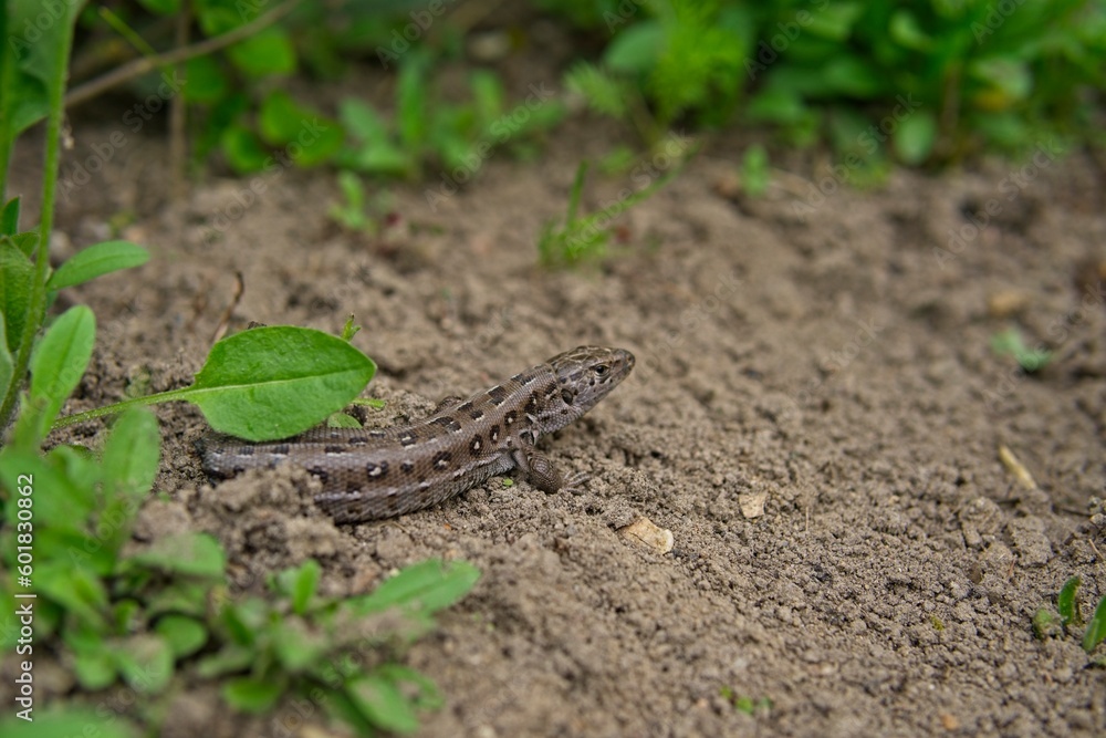Fototapeta premium A small lizard cadaver with a discarded tail basking in the sun in spring, the loss of the tail by the lizard 