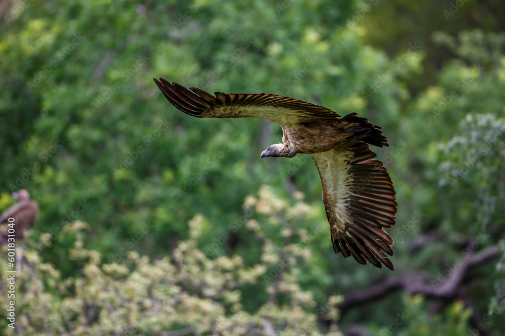 Fototapeta premium White backed Vulture in flight isolated in natural background in Kruger National park, South Africa ; Specie Gyps africanus family of Accipitridae