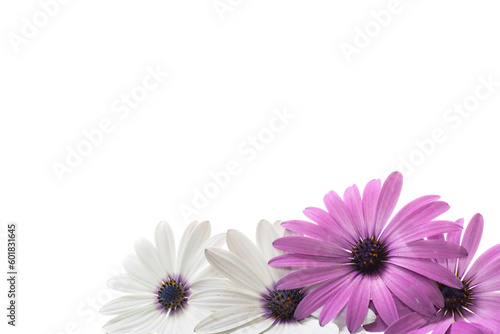 Beautiful white and purple Osteospermum flowers on white background