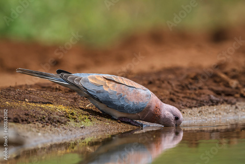Laughing Dove drinking at waterhole in Kruger National park, South Africa ; Specie Streptopelia senegalensis family of Columbidae