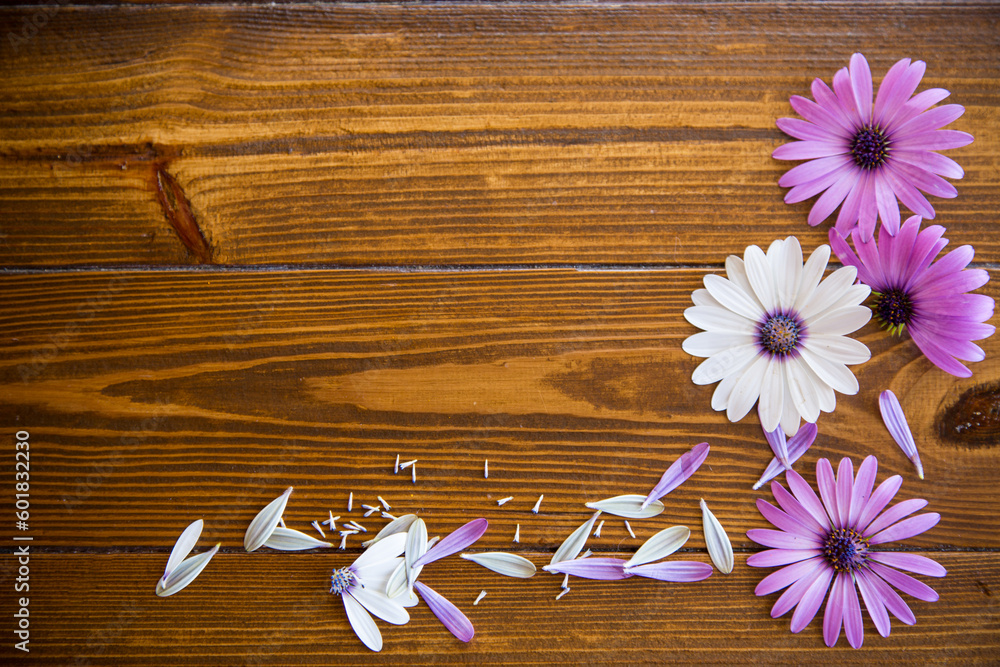 Beautiful white and purple Osteospermum flowers on a wooden